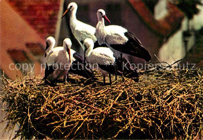 Storch Alsace Nid de Cigognes