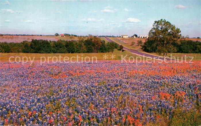 Houston  Texas USA Bluebonets and Indian Blanket