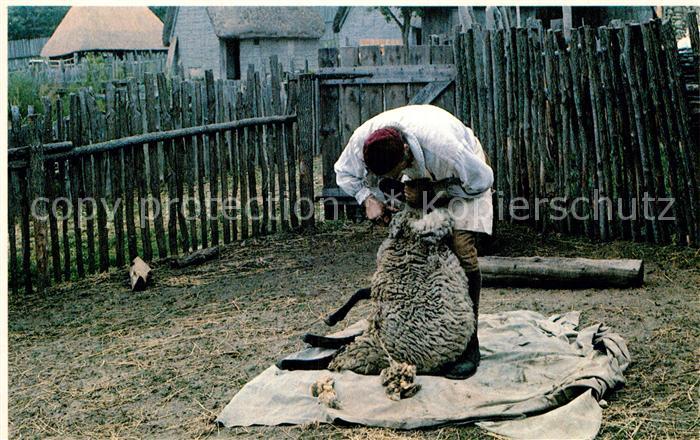 Plymouth Massachusetts Plimoth Plantation Sheepshearing time