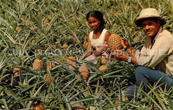 Martinique Recolte d’ananas au Morne Rouge