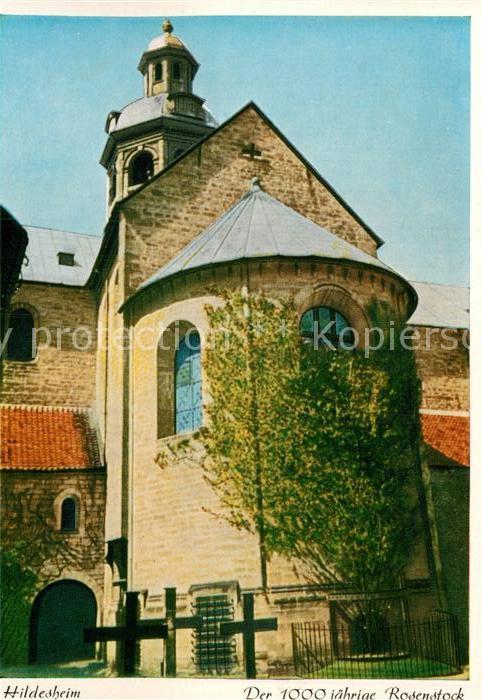 HILDESHEIM  CITY 1000jaehriger Rosenstock am Dom