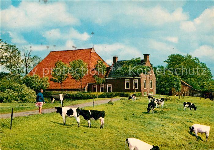 Friesland Niederlande Kop Hals Rompboerderij Bauernhof Landwirtschaft Viehweide