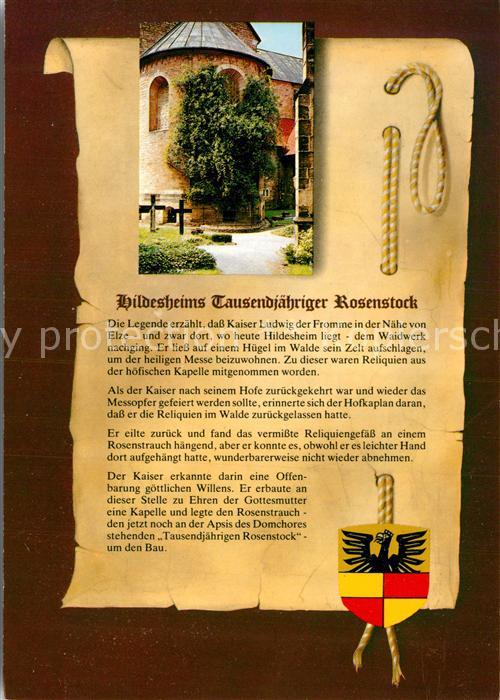 HILDESHEIM CITY 1000jaehriger Rosenstrauch an der Apsis des Domchores