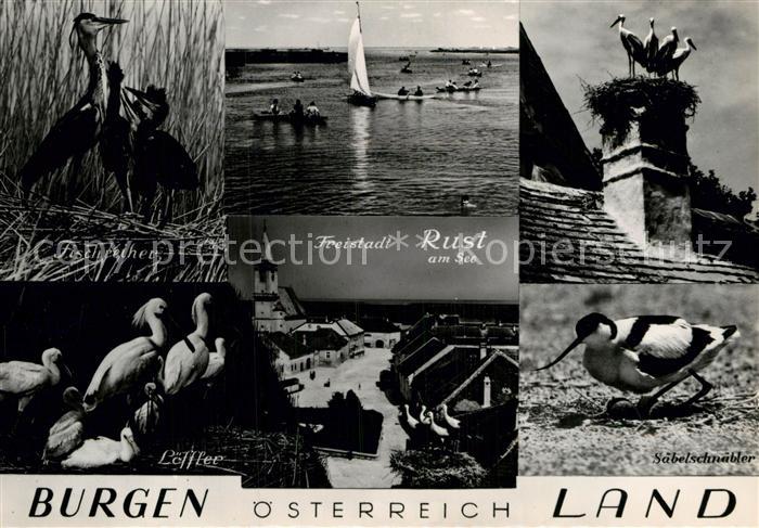 Rust Burgenland Fischreiher Bootspartie Stoerche Loeffler Saebelschnaebler