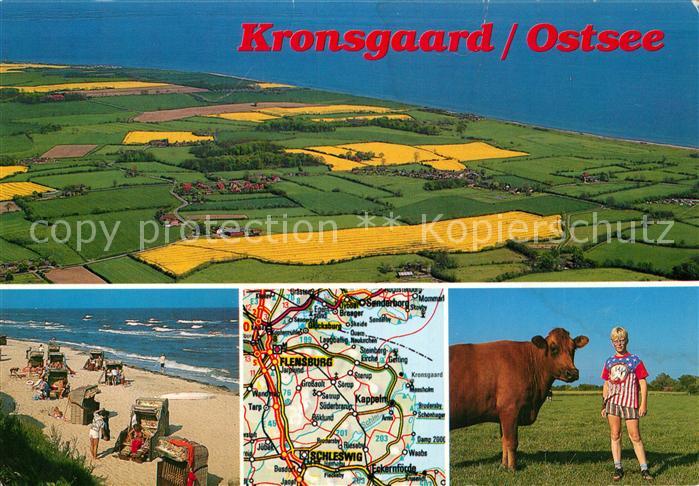 Kronsgaard Strand Kuh Fliegeraufnahme
