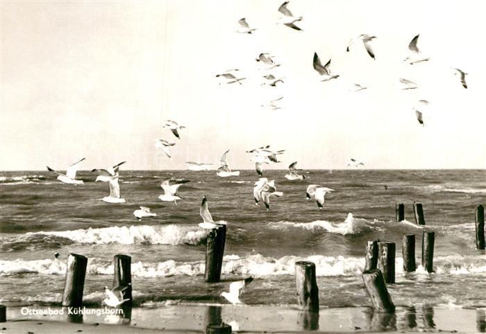 Kuehlungsborn Ostseebad Moewen am Strand