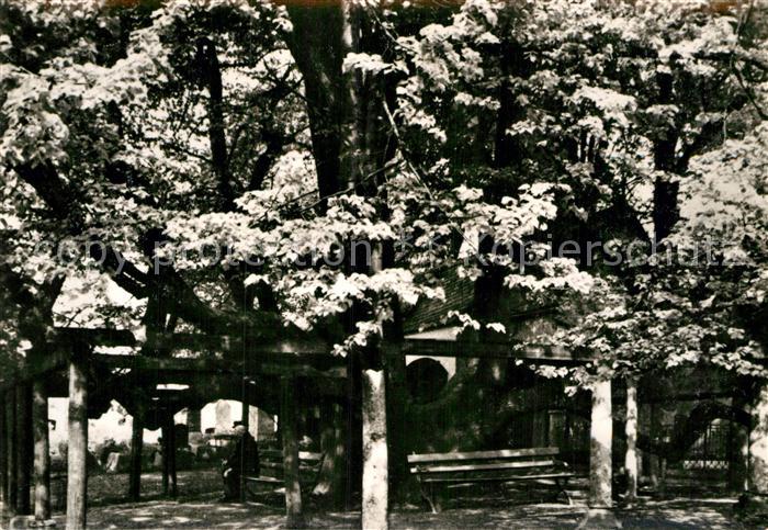 Annaberg-Buchholz Erzgebirge 500 Jahre alte Linde Baum Natur