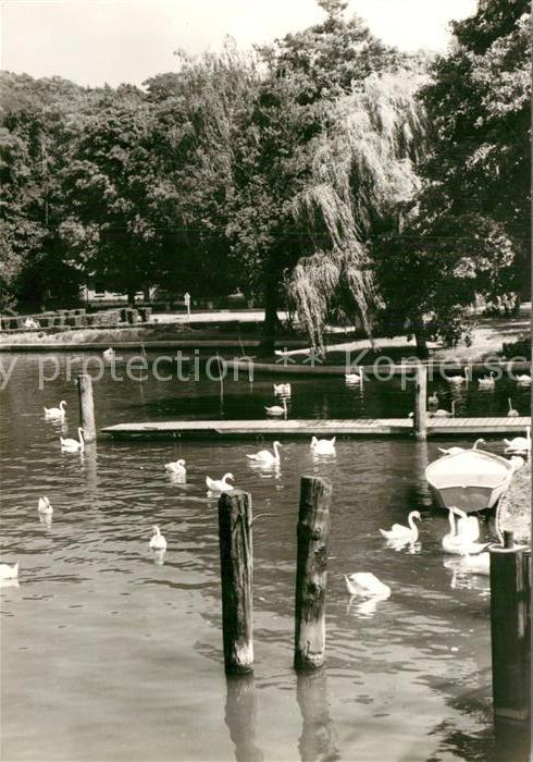 Woltersdorf Erkner Partie am Kalksee Wasservoegel Schwaene