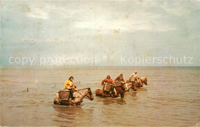 Fischerei Krevettenfischer Pferde Belgien