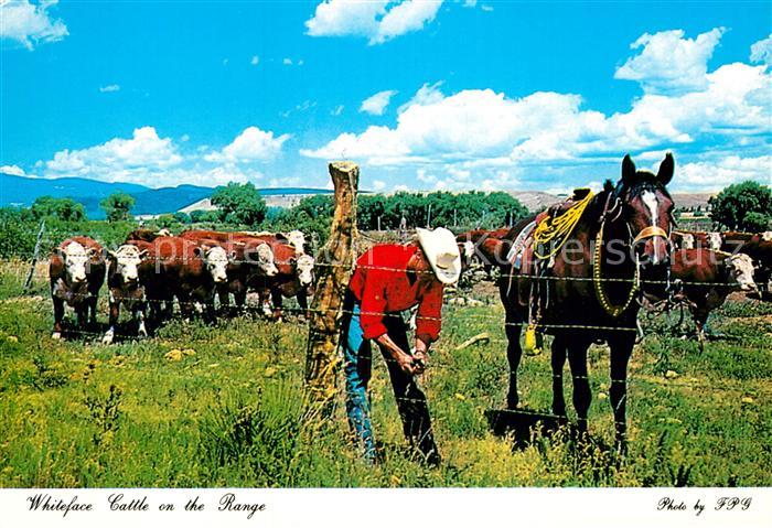 Cowboys Pferde Kühe Whiteface Cattle Range