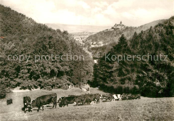 Wernigerode Harz Bollhasental