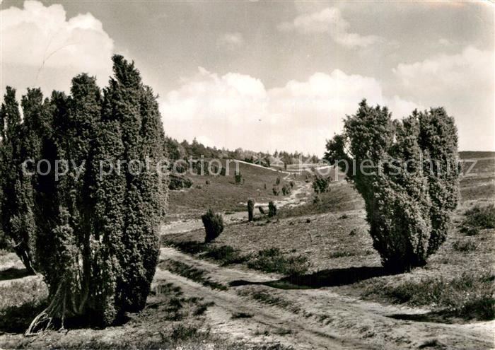 Lueneburger Heide Naturschutzpark Weg zum Stattberg