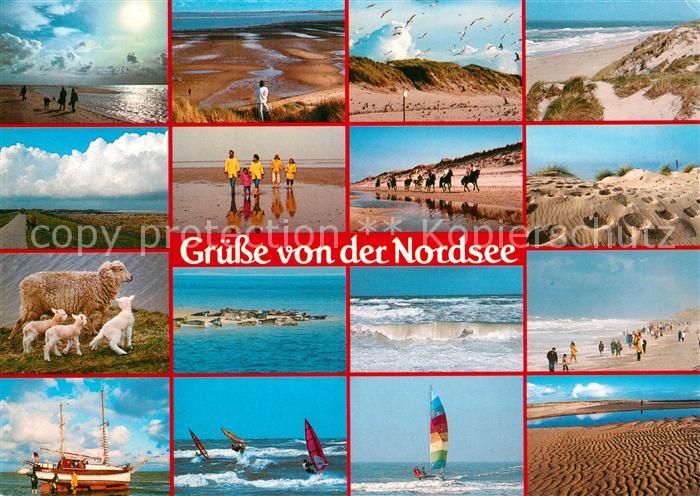 Breklum Nordsee Schafe Windsurfen Strand
