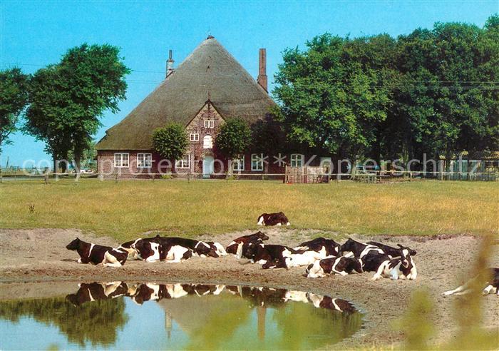 Eiderstedt Haubarg Kühe