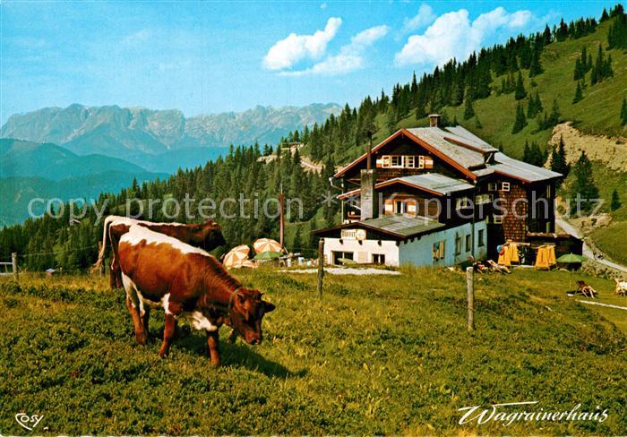 Wagrain Salzburg Wagrainerhaus Kuehe