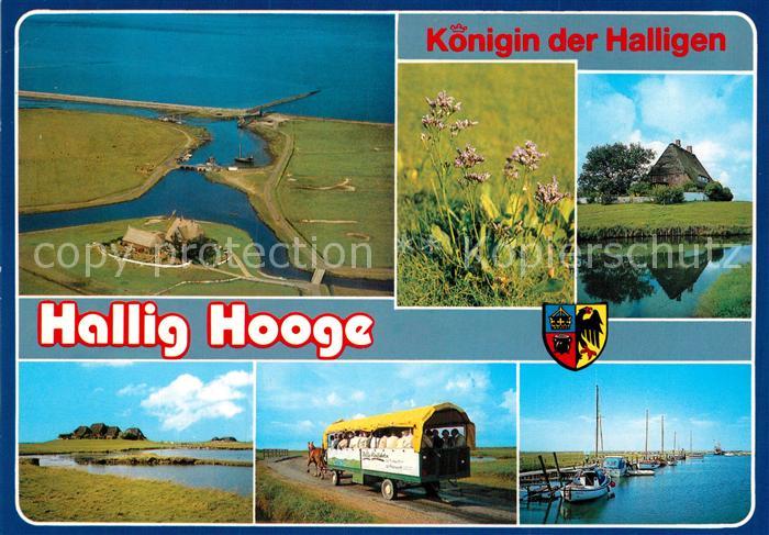 Hallig Hooge Landschaftspanorama Pferdewagen Hafen Natur Koenigin der Halligen