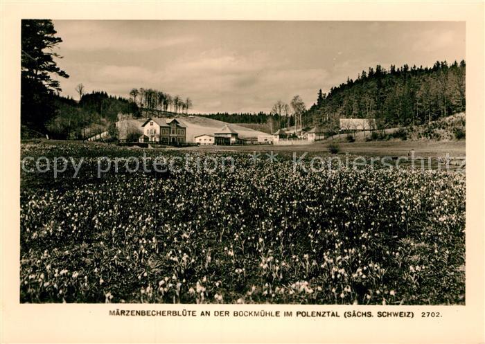 Polenztal Maerzenbecherbluete an der Bockmuehle