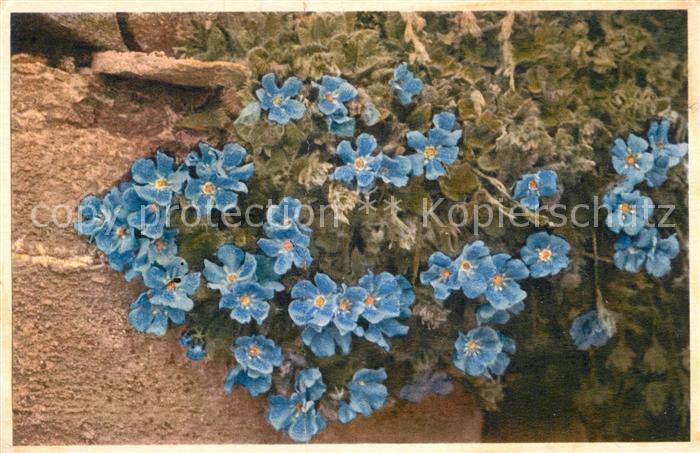Blumen Himmelsherold Eritrichium nanum