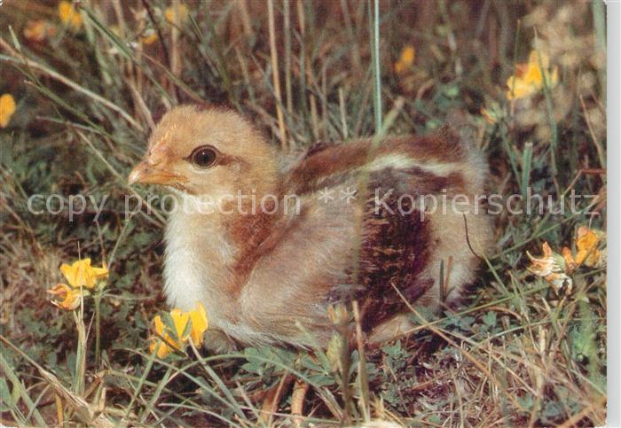 Voegel Birds Oiseaux Uccelli Pajaros--