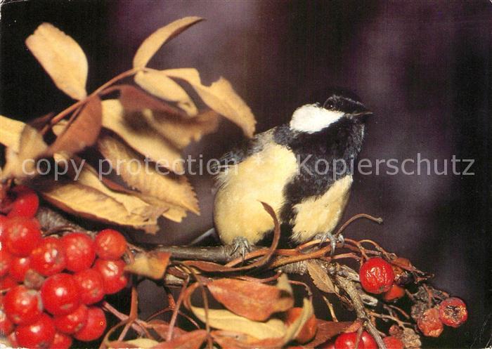 Voegel Birds Oiseaux Uccelli Pajaros-- Kohlmeise