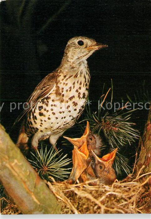 Voegel Birds Oiseaux Uccelli Pajaros-- Misteldrossel