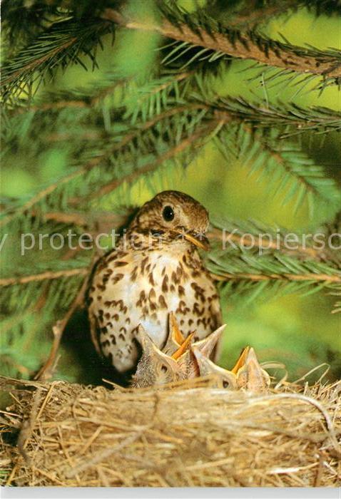 Voegel Birds Oiseaux Uccelli Pajaros-- Singdrossel