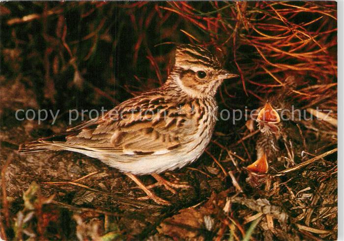 Voegel Birds Oiseaux Uccelli Pajaros-- Heidelerche