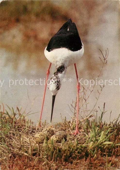 Voegel Birds Oiseaux Uccelli Pajaros-- Stelzenlaeufer