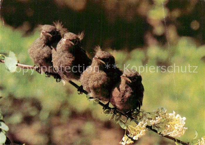 Voegel Birds Oiseaux Uccelli Pajaros--