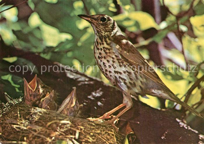 Voegel Birds Oiseaux Uccelli Pajaros-- Singdrossel