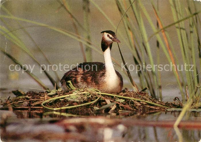 Voegel Birds Oiseaux Uccelli Pajaros-- Haubentaucher