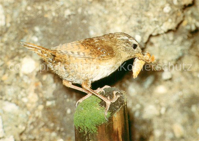 Voegel Birds Oiseaux Uccelli Pajaros-- Zaunkoenig