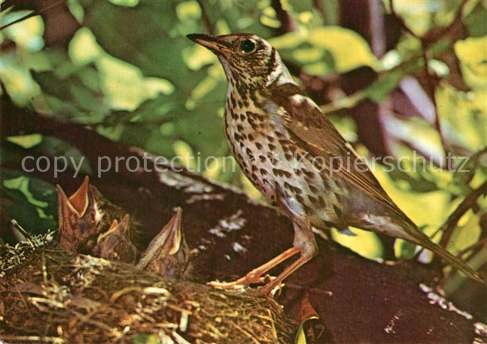 Voegel Birds Oiseaux Uccelli Pajaros-- Singdrossel