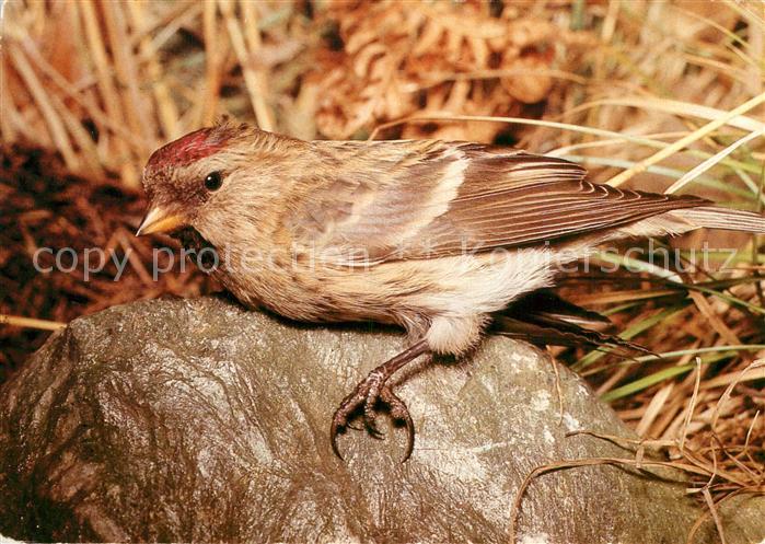 Voegel Birds Oiseaux Uccelli Pajaros-- Birkenzeisig