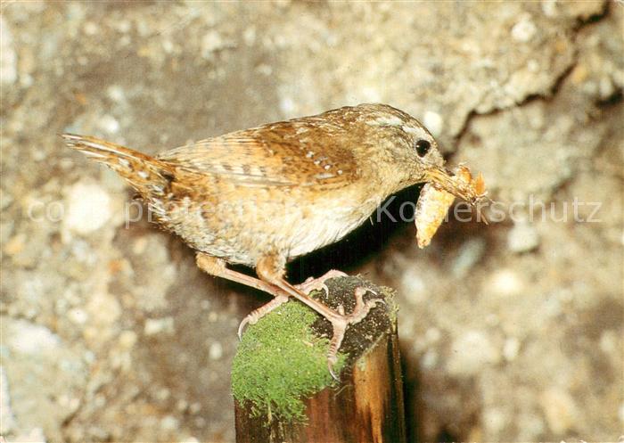 Voegel Birds Oiseaux Uccelli Pajaros-- Zaunkoenig