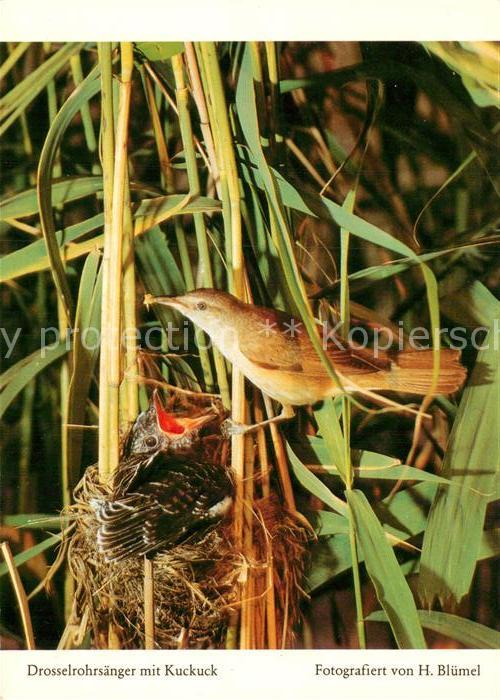 Voegel Birds Oiseaux Uccelli Pajaros-- Drosselrohrsaenger Kuckuck