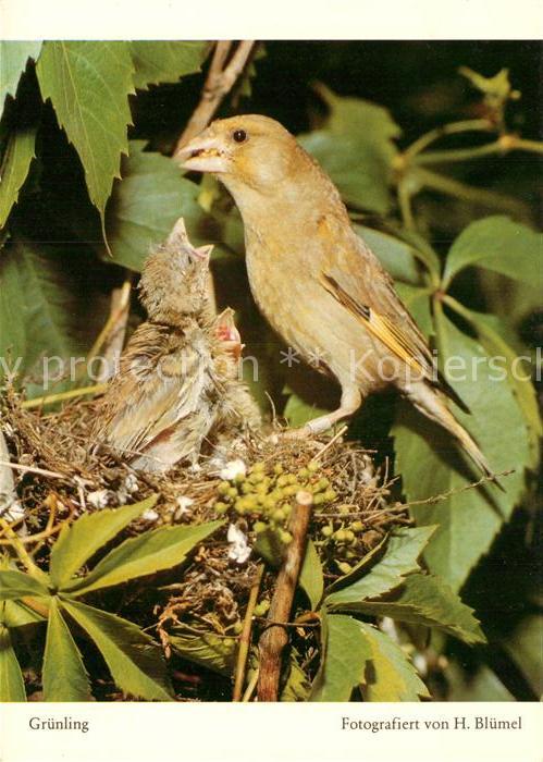 Voegel Birds Oiseaux Uccelli Pajaros-- Gruenling