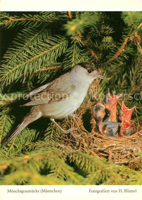 Voegel Birds Oiseaux Uccelli Pajaros-- Moenchsgrasmuecke