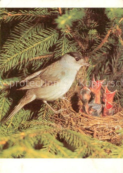 Voegel Birds Oiseaux Uccelli Pajaros-- Moenchsgrasmuecke