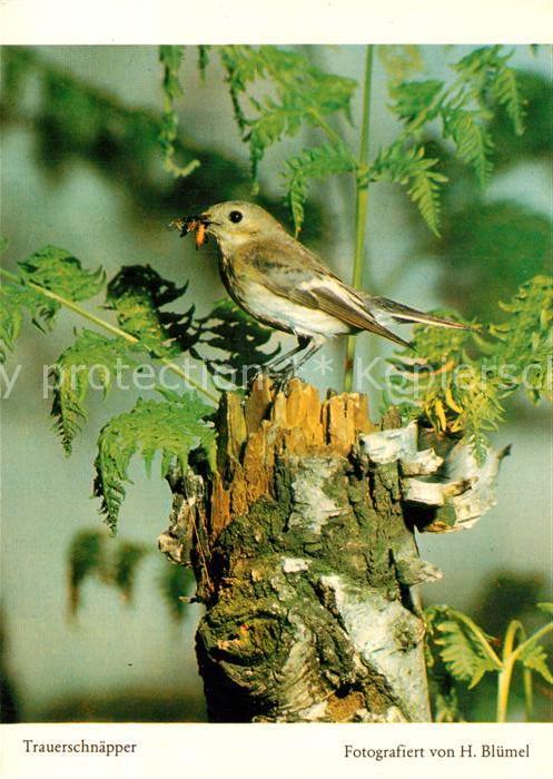 Voegel Birds Oiseaux Uccelli Pajaros-- Trauerschnaepper