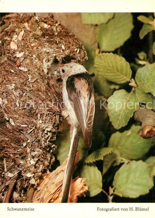 Voegel Birds Oiseaux Uccelli Pajaros-- Schwanzmeise