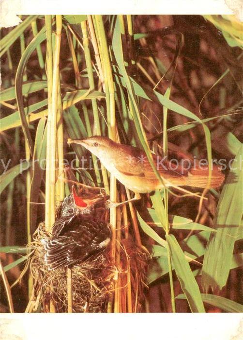 Voegel Birds Oiseaux Uccelli Pajaros-- Drosselrohrsaenger Kuckuck