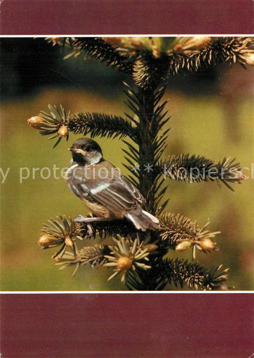 Voegel Birds Oiseaux Uccelli Pajaros-- Junge Kohlmeise