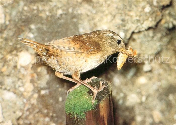 Voegel Birds Oiseaux Uccelli Pajaros-- Zaunkoenig