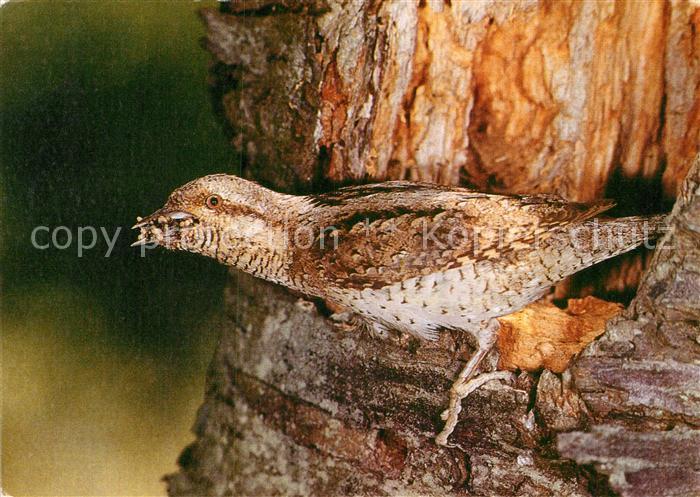 Voegel Birds Oiseaux Uccelli Pajaros-- Wendehals Jynx torquilla