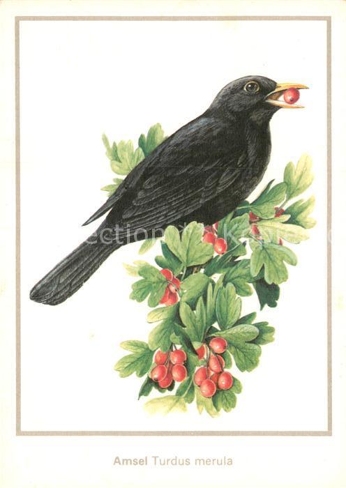 Voegel Birds Oiseaux Uccelli Pajaros-- Amsel Turdus merula Zeichnung Matthias Kl