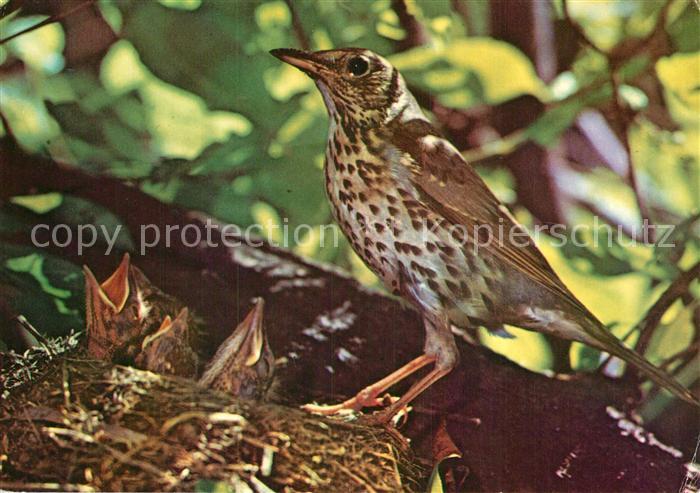 Voegel Birds Oiseaux Uccelli Pajaros-- Singdrossel
