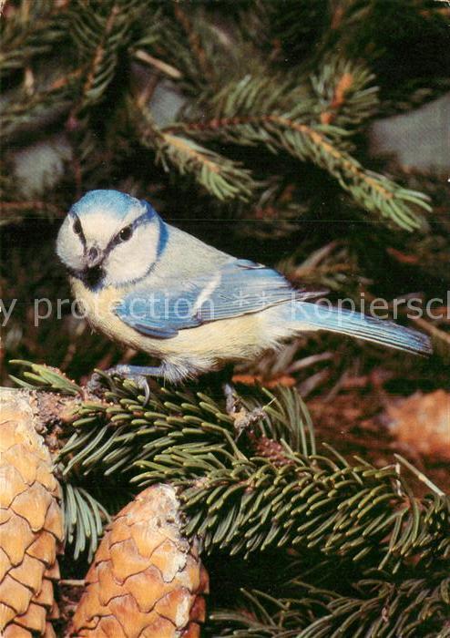 Voegel Birds Oiseaux Uccelli Pajaros-- Blaumeise