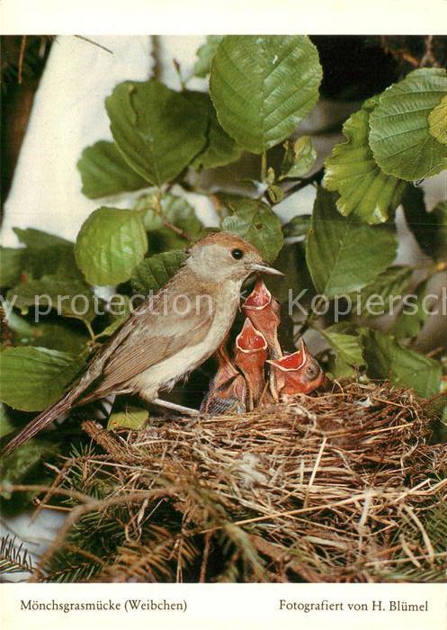 Voegel Birds Oiseaux Uccelli Pajaros-- Moenchsgrasmuecke