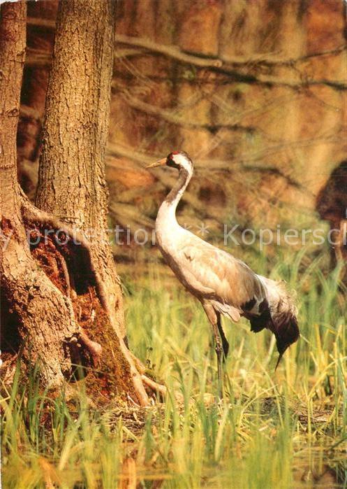 Voegel Birds Oiseaux Uccelli Pajaros-- Kranich